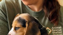 Rescued Beagle Puppy Falls Asleep in a Volunteer's Arms 🐾🥹