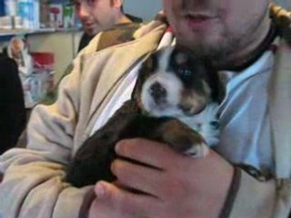 mon bouvier bernois a 4sem.