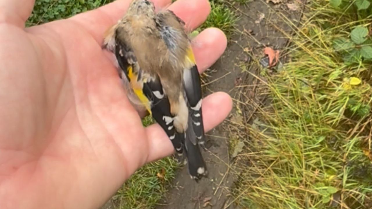 Woman Rescue Bird Entrapped in Horse Hair During Dog Walk - video ...