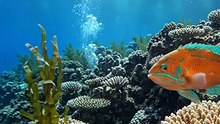 Dive Into an Ocean of Trading Knowledge