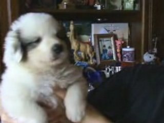 Déesse le 15 aout bis