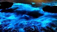 Robert Boyle Glowing Meat Experiment