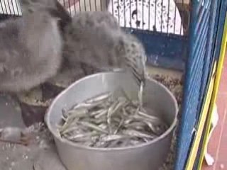 0808LesOiseauxGatti- Caméléon