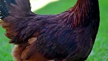 🐦🐔 QUEM VIVE MAIS: UM PASSARINHO OU UMA GALINHA? VOCÊ VAI SE SURPREENDER! #Passaros #Galinha #Aves #CuriosidadesDosPassaros #MundoAnimal