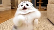 Funny Cat Videos 😻 Adorable Dancing Cats #catfunny