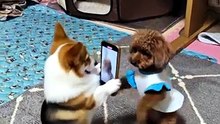Funny Dog Videos 😻 Adorable Dancing Dog #funny
