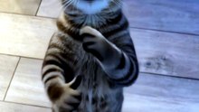 Funny Cat Videos 😻 Adorable Dancing Cats #catfunny
