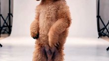Funny Dog Videos 😻 Adorable Dancing Dog #Dogfunny