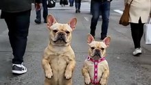 Funny Dog Videos 😻 Adorable Dancing Dog #dogfunny