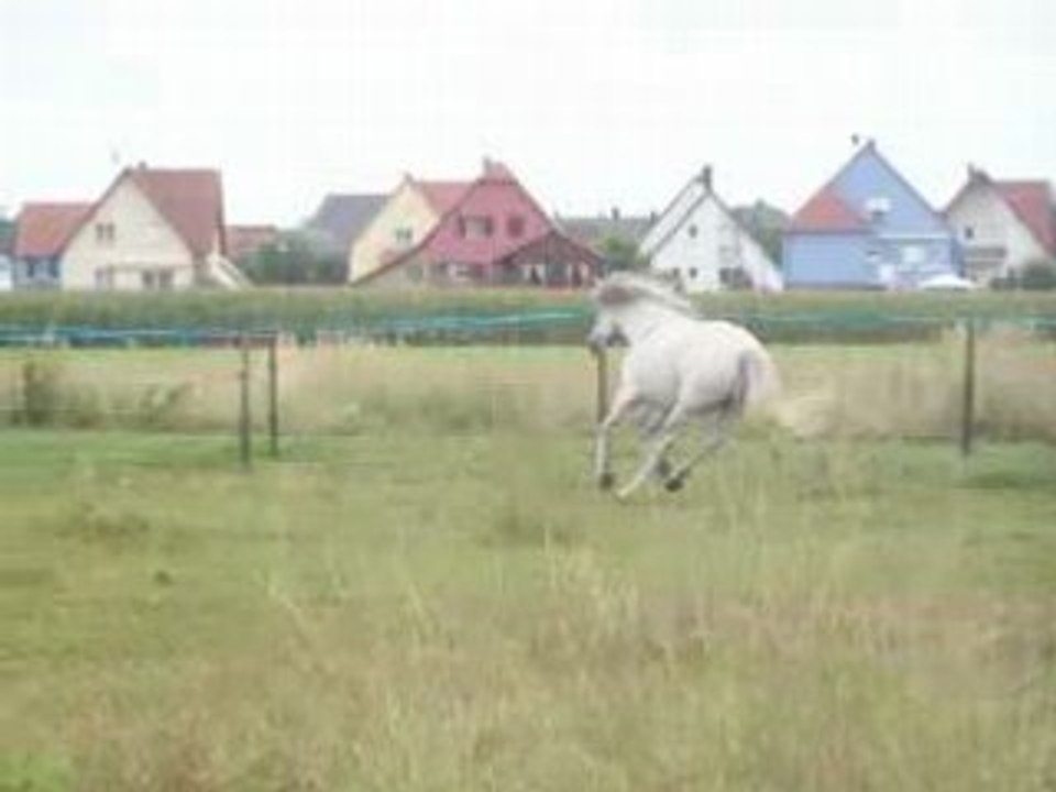 milka galop