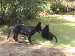 Dragonne et diouk 7 aout 2008