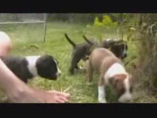 Chiots dehors2