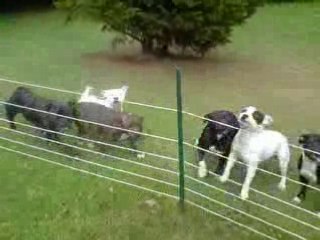 Camawach Chanel-Callie staffie