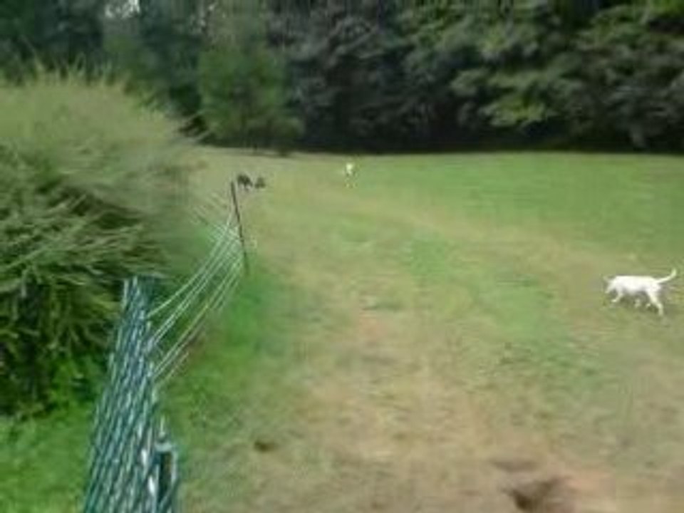 Camawach Chanel-Callie staffie 3