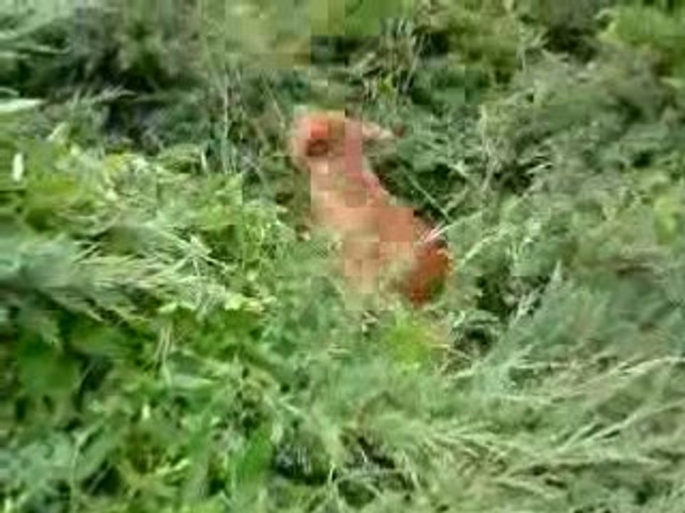 Camawach Chanel-Callie staffie 5