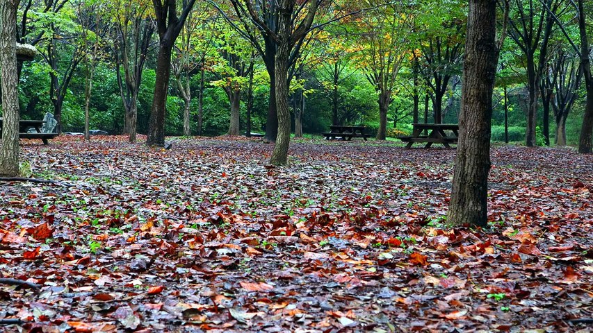 Magnifique Parc d’Automne 🍂 Feuilles Dorées & Musique Apaisante