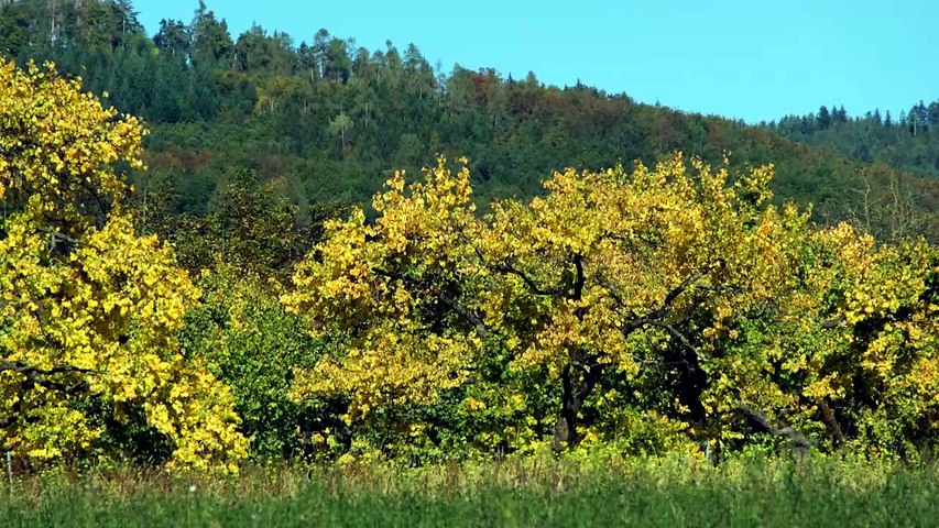 🍂 Automne en Forêt _ Musique Relaxante et Sons de la Nature