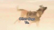Other Dogs vs My Dog 😂 Military Dog vs Lazy Dog