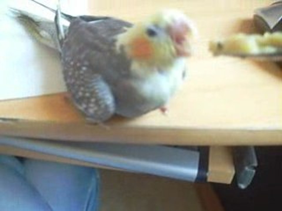 kiwi