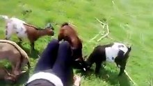 I_m beginning to think she only wants me for the goats 😭 #goatsoftiktok #girlfriend #goats 🌻