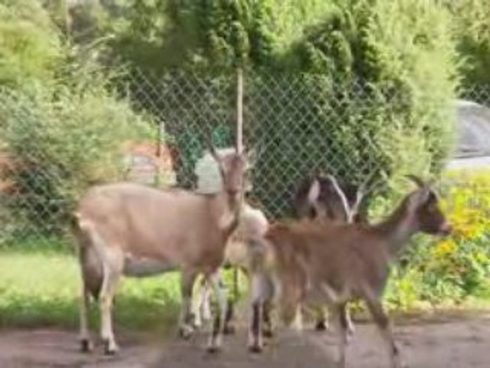 Bieżyce4  wideo