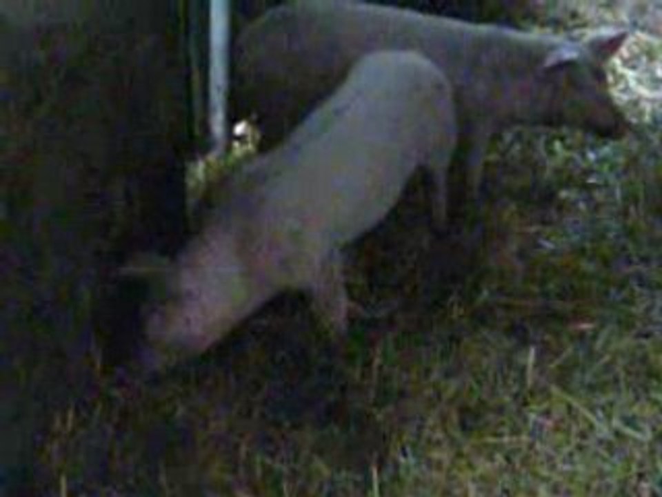 Les cochons