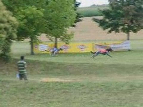 1ère manche Irish wolfhound chtp france pvl 2008 à Roullet