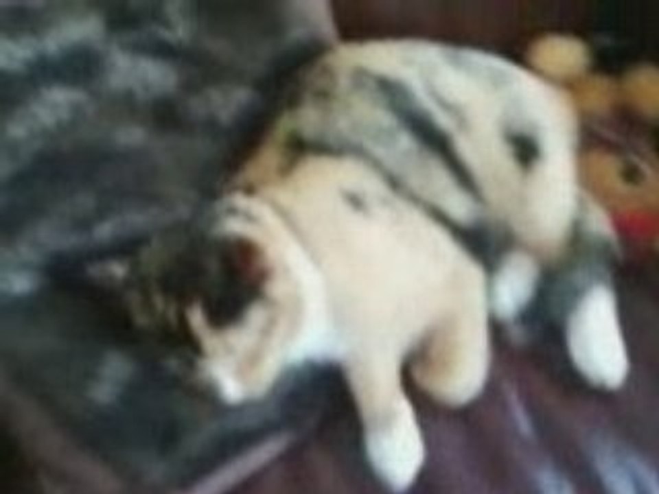 my kitty asleep