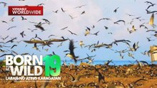 Libo-libong mga ibon, naninirahan sa isang isla sa West Philippine Sea | Born to be Wild