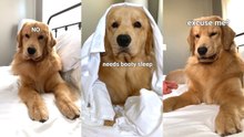 Golden Retriever Refuses to Get Out of Bed | Funny Morning Compilation
