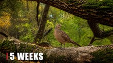 Hidden Trail Camera Catches a Wild Pheasant Returning to the Forest