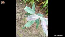 Eucalyptus Ki Pattiyan Kyon Sukh Rahi Hain | plant care | gardening tips for beginner