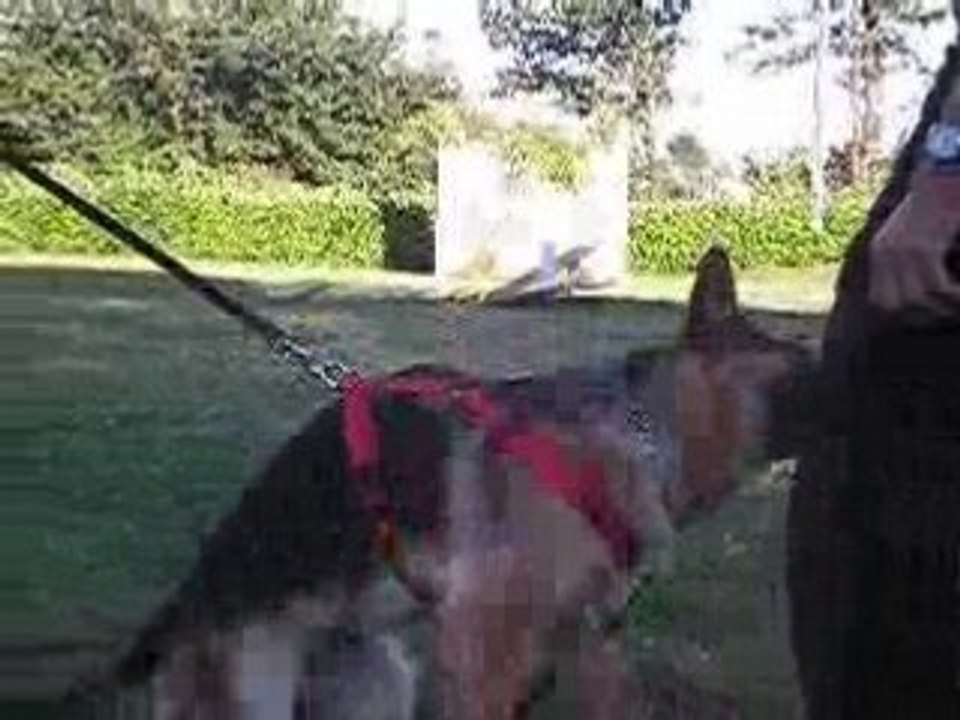 Cheyenne mordant plescop 9 mois suite