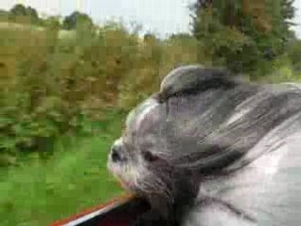 Chien dans le vent