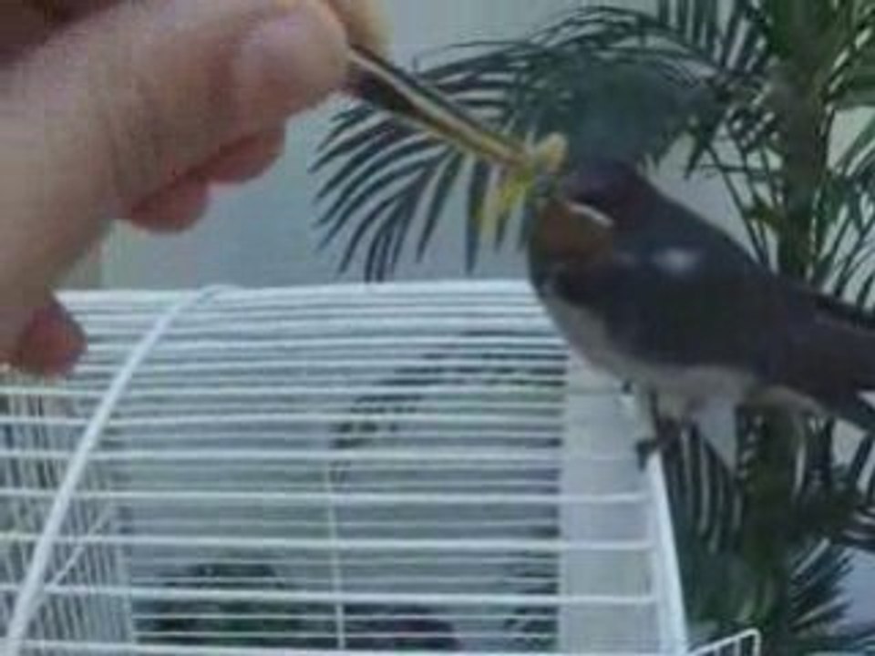 Hommage à Goulue l'hirondelle