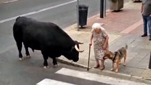 Woman & Bull 🐂😱