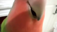 This Video Is Super Cute!! Whose Baby Has Such Perfect Pronunciation? 🐦🥰