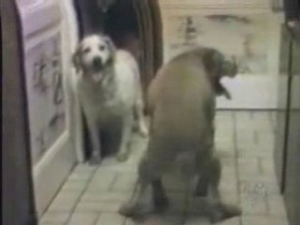 Animaux en manque