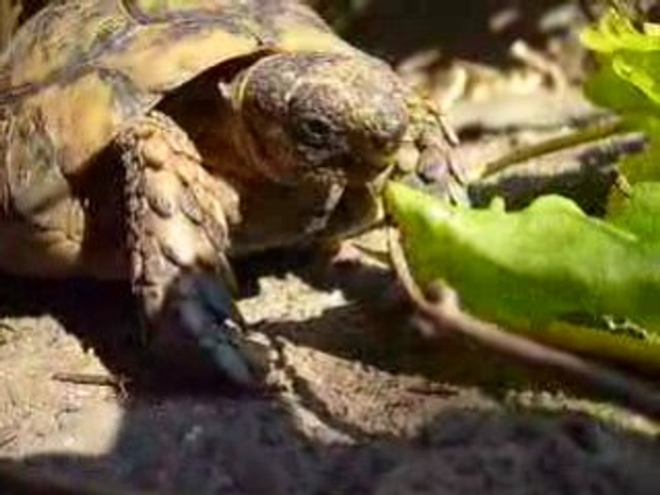 ma tortue qui mange Vidéo Dailymotion