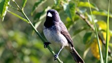 PAPACAPIM COME BANANA? 🐦 A RESPOSTA VAI TE SURPREENDER!