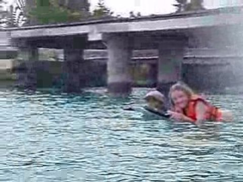 Swimming with Dolphins