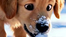 Chiot golden retriever découvre la neige