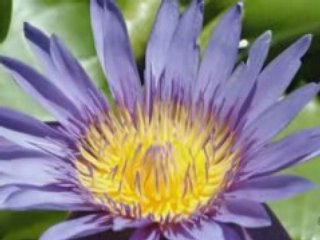 Honolulu Montage, photos of the city landscape on Oahu