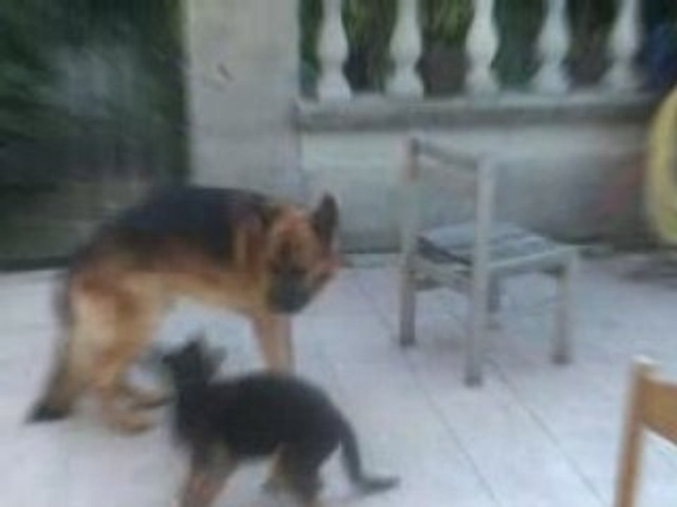Vidéo1  combat ADZARO et DRAISINE