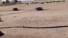 Saudi mazra