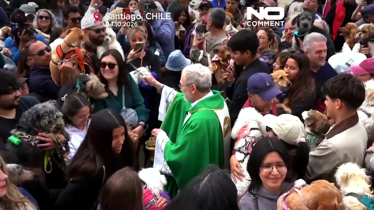 Dogs, turtle and snail receive blessings in churches - video Dailymotion