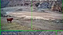 A Chinese cow crosses the river