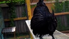 Mengenal Ayam Cemani, Ayam Legendaris Indonesia yang Mendunia