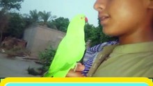 🦜👶 Parrot Says “Mummy Mummy” with a Kid! 💖  Akhtar Birds Vlogs