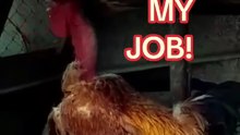 Mantra for every Monday morning 🤭🐓📣 #rooster #chickens #funny